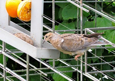 Small birds feeding